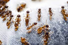We did not find results for: Dealing With Fire Ants Dos And Don Ts