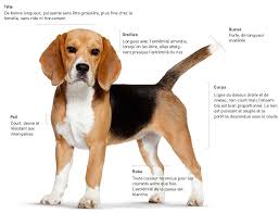 Http Www Nourrir Mon Chien De Race Fr Media Beagle Visuel Chien Caract Beagle Jpg Chiot Beagle Beagle Beagle Elisabeth