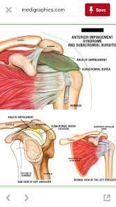 31df90b39430902a2a3dd612f1df7549 Png 640 1 136 Pixeles Anatomia De Yoga Anatomia Humana Musculos Anatomia Humana