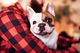 Bulldogs are arguably the highest maintenance breed of dog, being predisposed to a variety of medical conditions requiring specific and expensive care. French Bulldog Rescue Groups Lovetoknow
