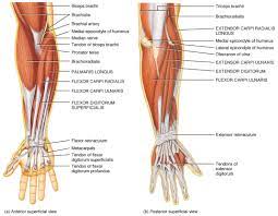 There are also a handful of other muscles that support these main four. The Muscles Of The Arm And Hand Anatomy Medicine Com