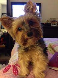 Huh What Yorkie Puppy Yorkie Pet Dogs