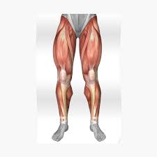Anatomy muscle chart diagram poster muscle diagram muscle. Diagram Illustrating Muscle Groups On Front Of Human Legs Sticker By Stocktrekimages Redbubble
