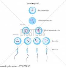 Diploid is a cell or organism that has paired chromosomes, one from each parent. Spermatogenesis Cell Vector Photo Free Trial Bigstock