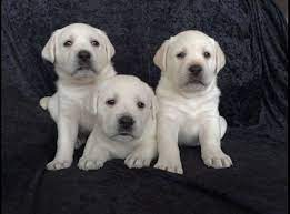 We did not find results for: Tlc Labrador Retrievers Home