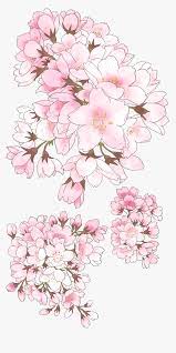Looking for the best wallpapers? Transparent Cherry Blossom Clipart Anime Cherry Blossom Drawing Hd Png Download Kindpng