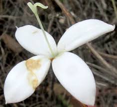 Image result for Bouvardia longiflora