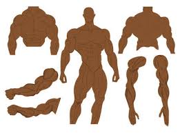 True natural bodybuilding all exercises of the training from muscle anatomy chart , image source: Bodybuilder Back Stock Photos And Images 123rf
