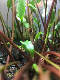 Cryptocoryne wendtii, the wendt's water trumpet, is a species of herb which is a popular aquarium plant which is native to sri lanka. This Is A Flower Of Cryptocoryne Wendtii Green So Far 4 24 18 Using This Method I Ve Managed To Get T Freshwater Aquarium Plants Planted Aquarium Plants