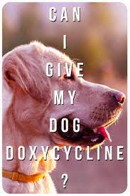 Doxycycline For Dogs Important Information For Pet Owners Dogs Funny Dog Photos Puppy Care