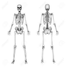 Bones and booth is term for the relationship between temperance brennan and seeley booth. A Female Skeleton Front And Back This Is A 3d Render Special Shaders Were Used In The Rendering Process To Create The Appearance Of A Pencil Drawing Stock Photo Picture And