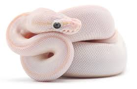 Blue Eyed Lucy Ball Pythons Complete Care Guide Keeping