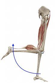 腓腹筋 ひふくきん 筋肉のハナシ 腓腹筋 筋肉 人体