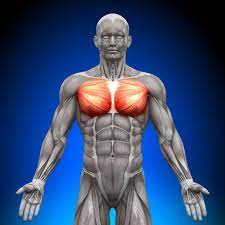 Top 5 Best Exercises For A Lean Chest Workout | A Lean Life