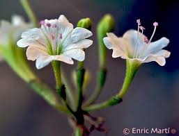 Image result for Commicarpus