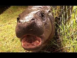 Hip Hip Hippo Cheezburger Baby Hippo Hippo Super Cute Animals