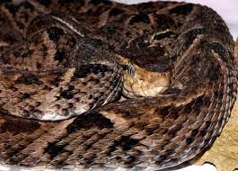 Terciopelo Bothrops Asper Region Southern And Eastern Mexico Central America Northern Colombia And Ecuador Average Costa Rica Discovery Channel Pit Viper