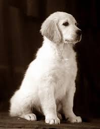 I Love Golden Retrievers When I Was A Kid I Had This Type Of Dog That We Found In The Street And Me And M Golden Retriever Retriever English Golden Retrievers