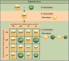A punnett square is a square diagram used to predict the genotypes of an offspring. 12 3 Laws Of Inheritance Biology 2e Openstax