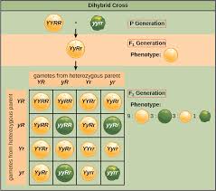 Dihybrid crosses involve the alleles of two individual genes. Laws Of Inheritance Openstax Biology 2e