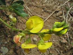Image result for Crotalaria micans