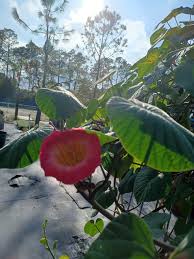 Image result for Stictocardia beraviensis