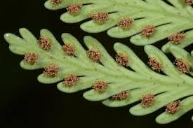 Image result for Asplenium reekmansii