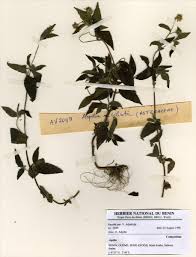 Image result for Aspilia rudis