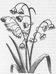 Lily Of The Valley Drawing Flower Drawing Lily Of The Valley Flowers Flower Tattoo Drawings