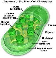 Thus, sun is the ultimate source of energy for all living organisms. Photosynthesis Java Tutorial Olympus Ls