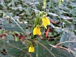 Image result for Justicia flava