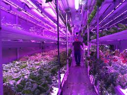 4.3 out of 5 stars, based on 11 reviews 11 ratings current price $22.99 $ 22. Dillingham Grocery Store Stocks Local Hydroponic Greens Kdlg Hydroponics Hydro Gardening Dillingham