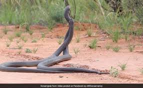 Download and use 500+ snake stock photos for free. Hair Raising Video Captures Two Huge Venomous Snakes Fighting