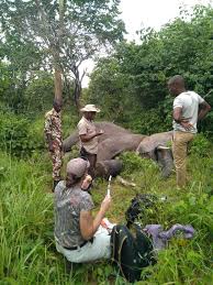 Image result for Gerardiina angolensis