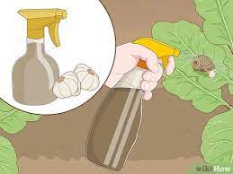 If you've already spotted snakes in your garden beds, this article will teach you a few tricks to send them packing quickly in search of a friendlier place to set up shop. 3 Ways To Get Rid Of Snails Wikihow