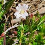Image result for Epilobium stereophyllum