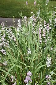 Image result for Cymbopogon pospischilii