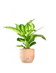 Nomi e descrizioni di piante d'appartamento con foto sul portale greeninfo. Dieffenbachia Pianta Da Interno Piante Da Appartamento In Grande Varieta Colore Terracotta