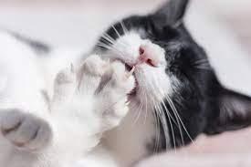5 Fast Facts About Your Cat S Claws Catster