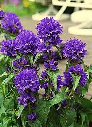 Campanula Glomerata Superba Plant Finder Flowers Perennials Flower Landscape Beautiful Flowers