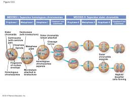 Figure 11.5 the process of chromosome alignment differs between meiosis i and meiosis ii. Meiosis And Sexual Life Cycles Ppt Download