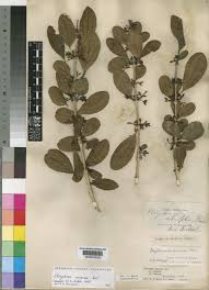 Image result for Strychnos innocua