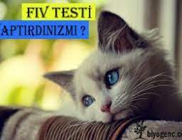 kuduz gundemde biyodog kopek mamasi guzel kediler kedi evcil hayvanlar