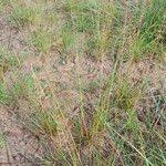 Image result for Sporobolus festivus