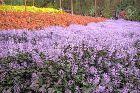 One of the recommended attractions in cameron highlands. Lavender Farm In Cameron Highlands Malaysia Stock Photo Picture And Royalty Free Image Image 116411703