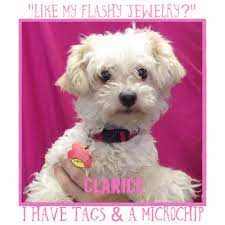 116th street and olio road, gray eagle, fishers, hamilton county nearest address of where pet went missing: Lost Found Pets Peppermint Pig Animal Rescue