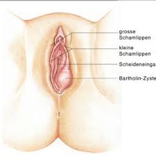 Die großen schamlippen sind behaart und gehen zum unterbauch in den schamhügel über. Wie Sehen Die Kleinen Schamlippen Aus Frauen