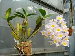 Nam cầu thủ còn dành tặng vợ một món quà được anh chuẩn bị trước là một quả bóng được làm bằng vàng để chúc mừng cho con. Pin On Monocots