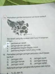 Bila kondisi kekurangan nitrogen terus dibiarkan, maka daun akan menjadi kering, keadaan ini diawali dari daun bagian bawah sampai daun bagian atas. Sel Darah Yang Ditunjukkan Oleh Huruf X Berperan Dalam Brainly Co Id