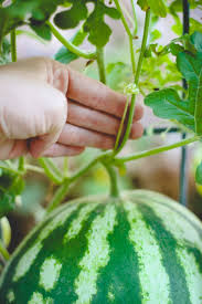 Maybe you would like to learn more about one of these? When To Harvest A Ripe Watermelon Weed Em Reap